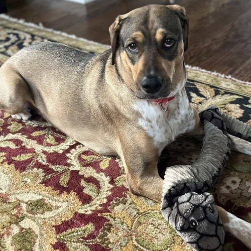 LUV - Labrador Retriever / Terrier available for adoption