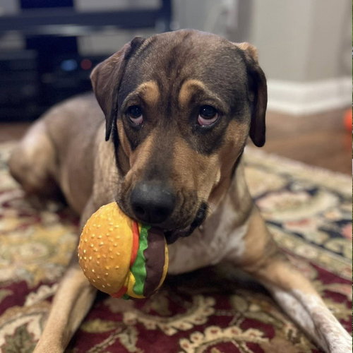 LUV - Labrador Retriever / Terrier available for adoption
