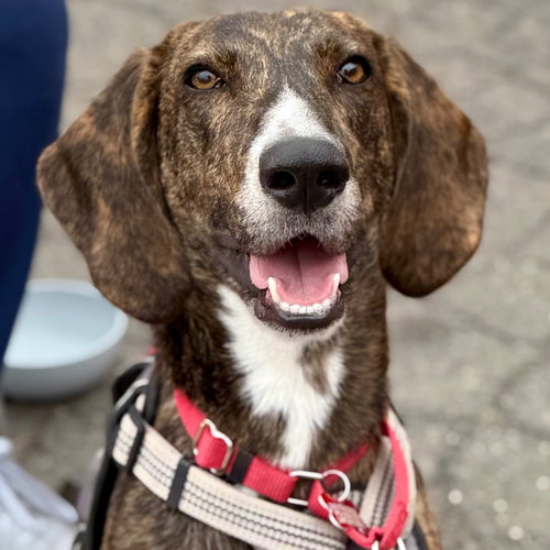 TODD - Hound / Terrier available for adoption