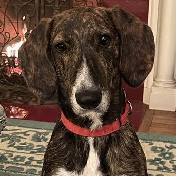 TODD - Hound / Terrier available for adoption