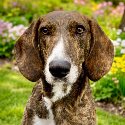 TODD - Hound / Terrier available for adoption