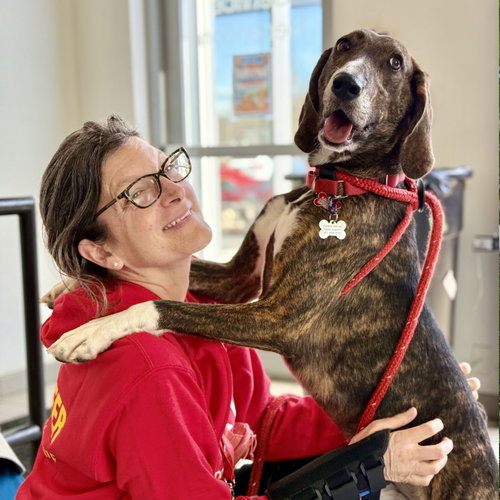 TODD - Hound / Terrier available for adoption