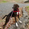 Todd - Photo 4