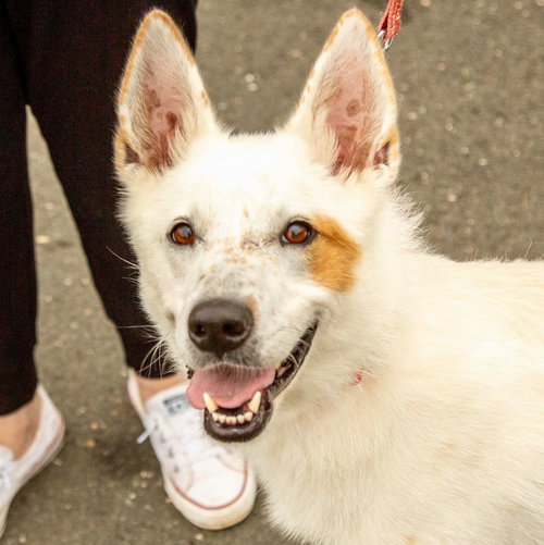 JUNO - Cattle Dog / Terrier available for adoption