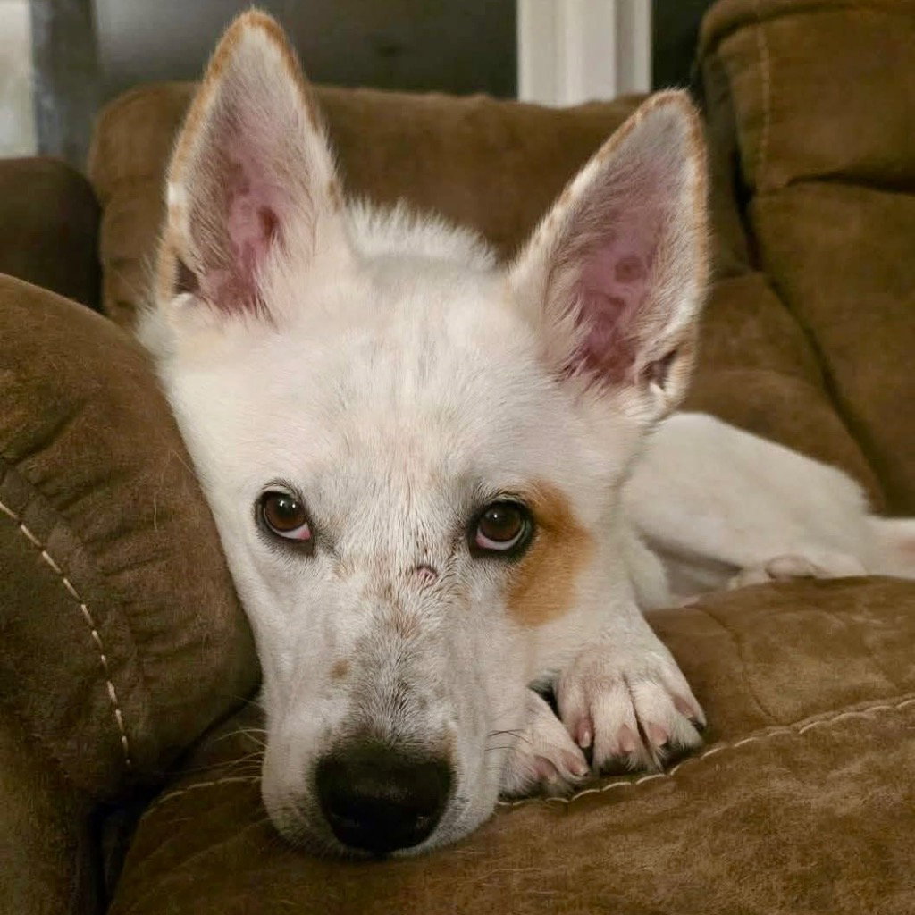 Juno