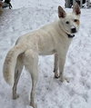 Juno - Photo 2