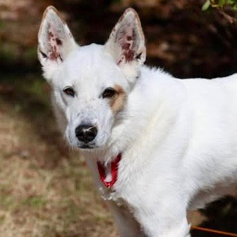 picture of the dog needing adoption