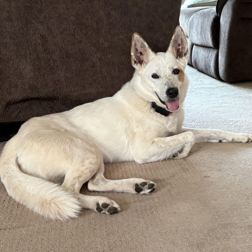 JUNO - Cattle Dog / Terrier available for adoption