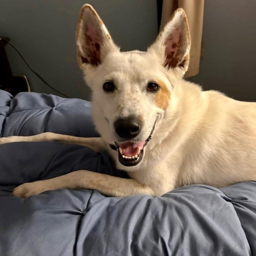 picture of the dog needing adoption