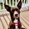 Loki - Photo 2