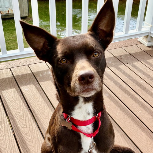 LOKI - Australian Kelpie / Terrier available for adoption