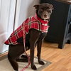 Loki - Photo 3