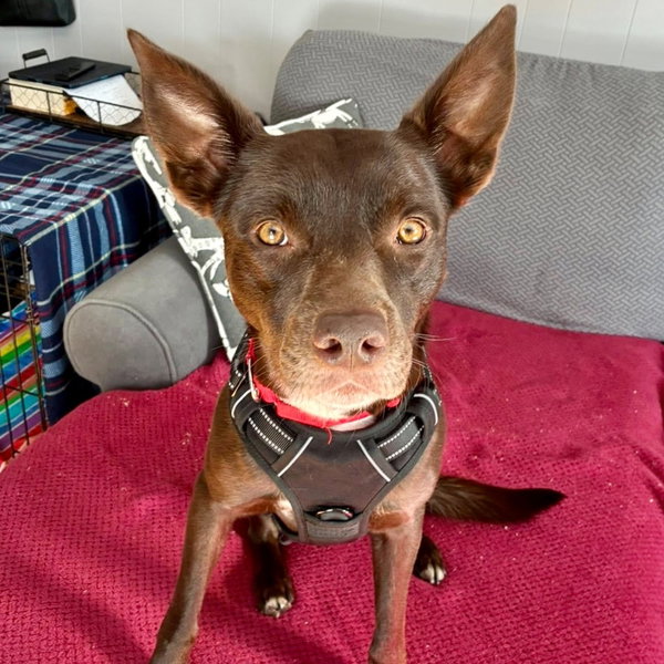 Loki