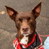 Loki - Photo 1