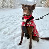Loki - Photo 4