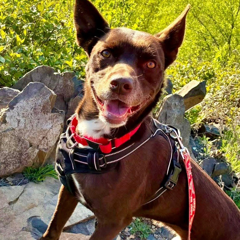 Loki