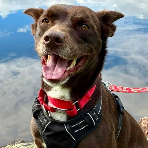 Loki, an adoptable Australian Kelpie in Canton, CT