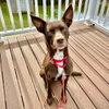 Loki - Photo 3