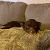 Loki - Photo 4