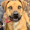 Scooby - Photo 1