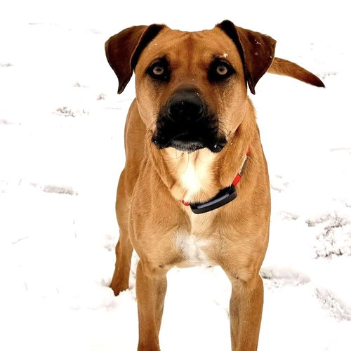 SCOOBY - Black Mouth Cur available for adoption