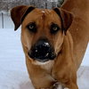 Scooby - Photo 3