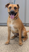 Scooby - Photo 4