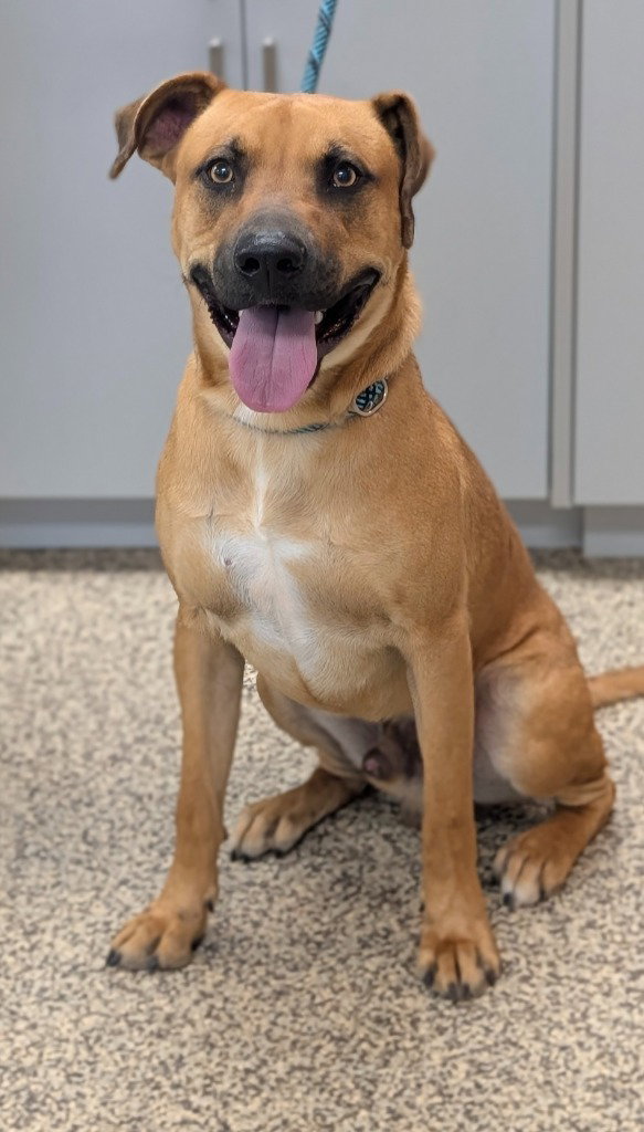 Scooby
