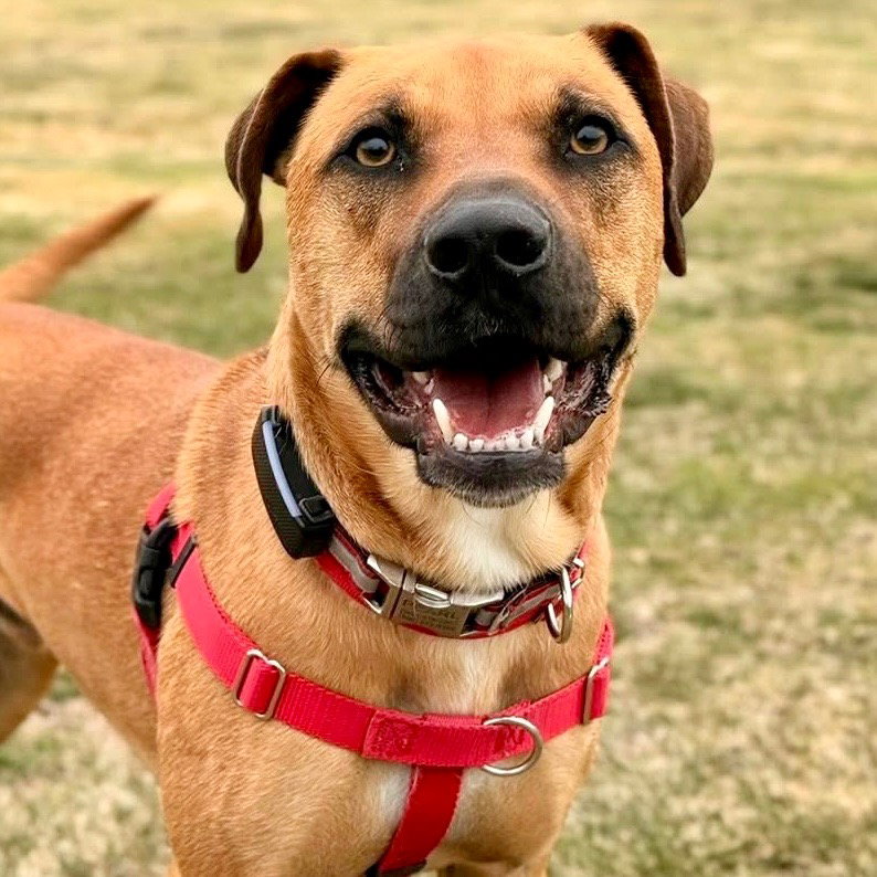 Scooby Image