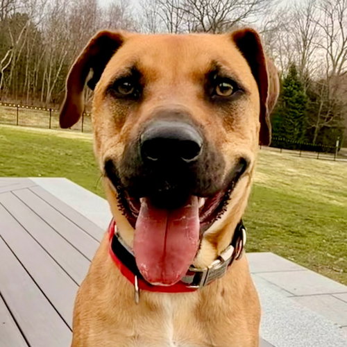 SCOOBY - Black Mouth Cur available for adoption
