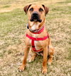 Scooby - Photo 3