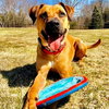 Scooby - Photo 4