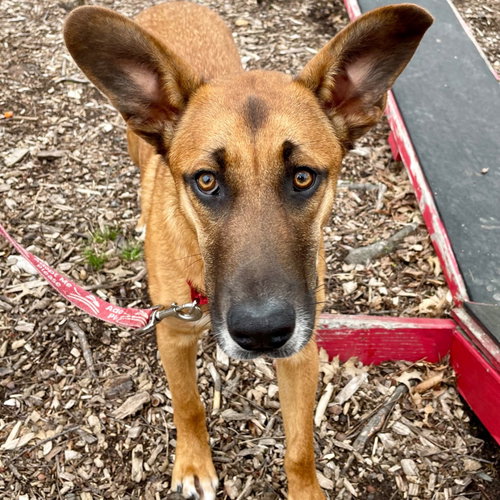 Bobby, an adoptable Hound in Canton, CT
