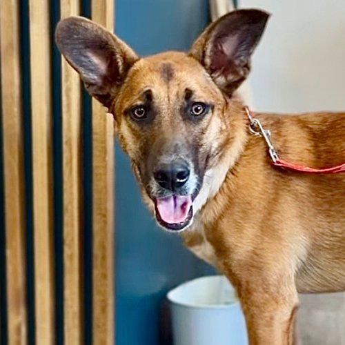 Bobby, an adoptable Hound in Canton, CT