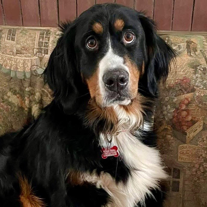 Trixie Image