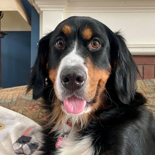 picture of the dog needing adoption