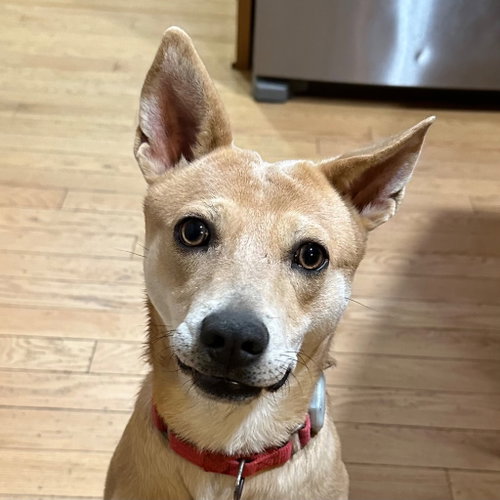 picture of the dog needing adoption
