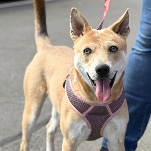 Nessi, an adoptable Terrier in Canton, CT