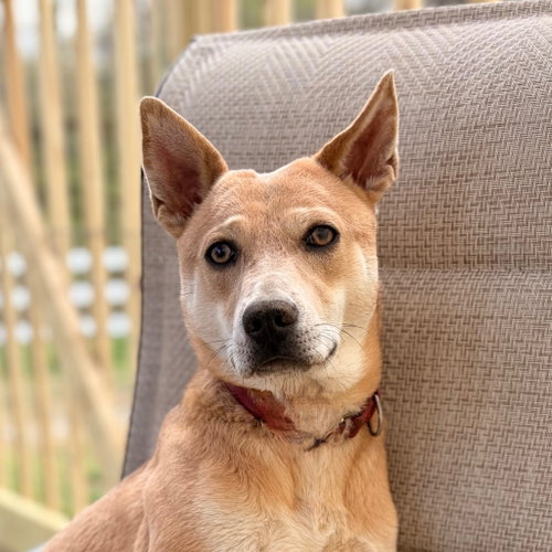 Nessi, an adoptable Terrier in Canton, CT