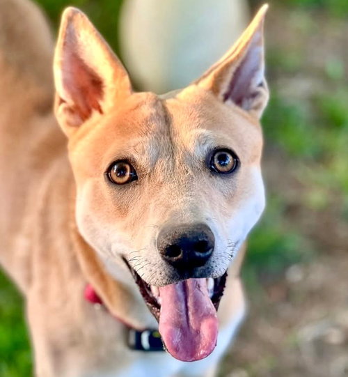 picture of the dog needing adoption