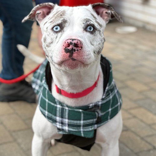 picture of the dog needing adoption