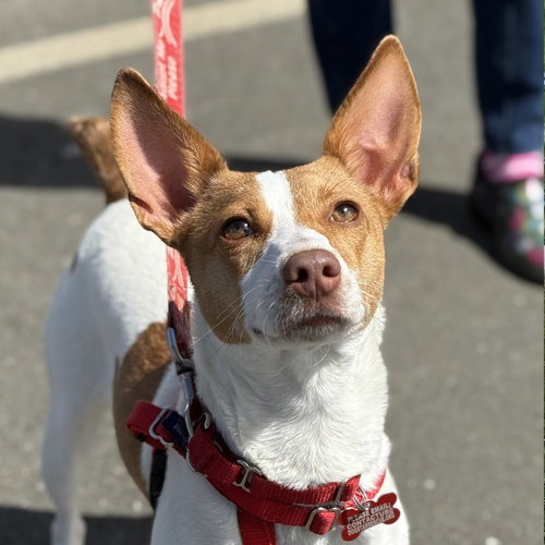 Winnie, an adoptable Chihuahua in Canton, CT