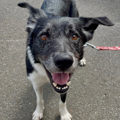 Ace, an adoptable Border Collie in Canton, CT