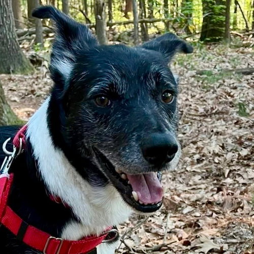 Ace, an adoptable Border Collie in Canton, CT