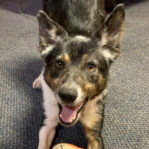 picture of the dog needing adoption