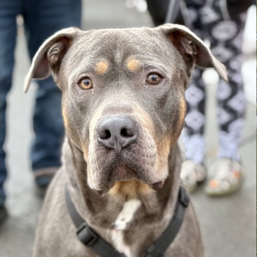 Dug, an adoptable Cane Corso Mastiff in Canton, CT