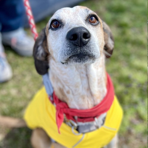 picture of the dog needing adoption