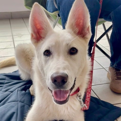 picture of the dog needing adoption