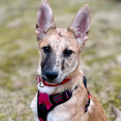 picture of the dog needing adoption