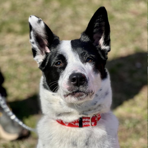Pom Pom, an adoptable Australian Cattle Dog in Canton, CT